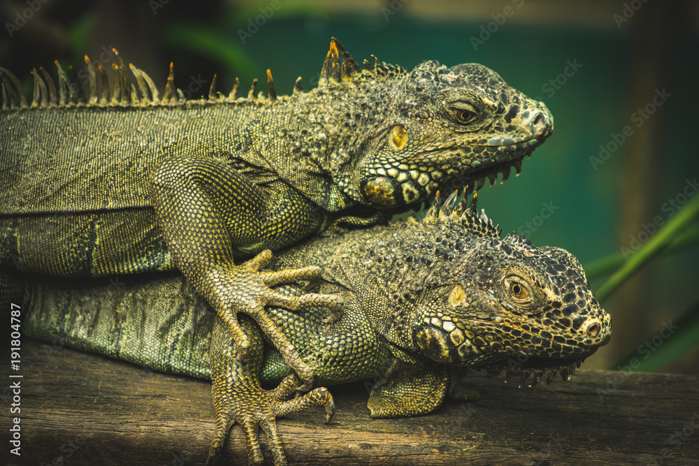 Fototapeta premium Iguana world