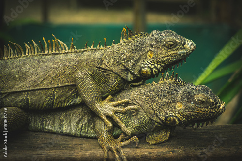 Iguana world