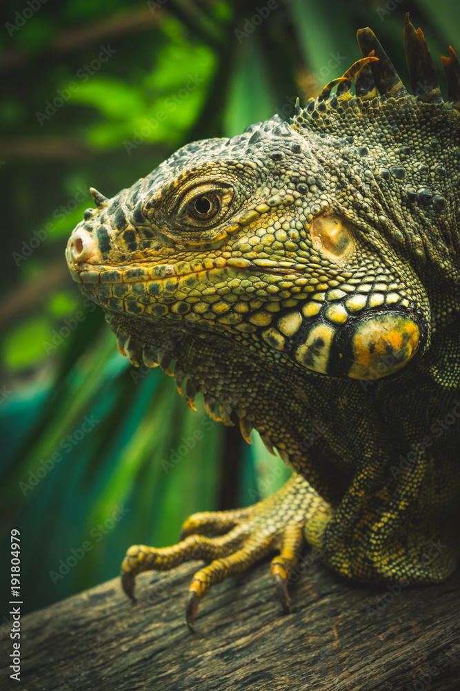 Fototapeta premium Iguana world