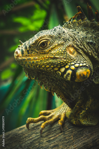 Iguana world