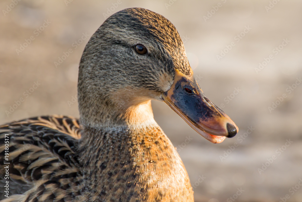 Female mallard or wild duck, Anas platyrhynchos. Close-up Female mallard or wild duck, Anas platyrhynchos. Close-up