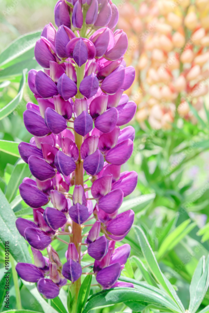 接写 ルピナス 北海道 花 Stock 写真 Adobe Stock