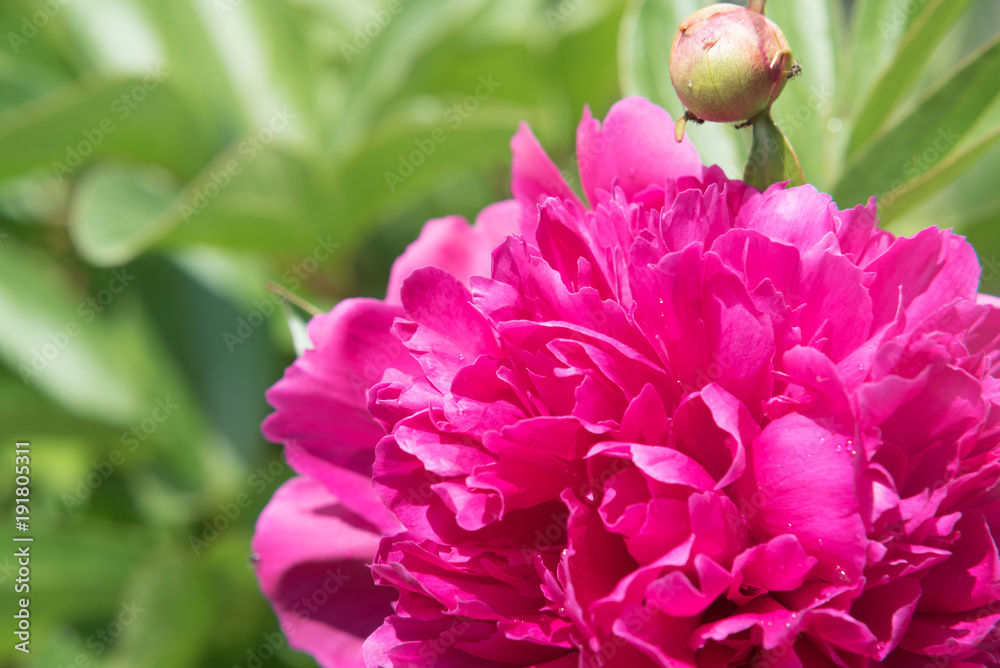 接写 ボタンの花とつぼみ Stock 写真 Adobe Stock