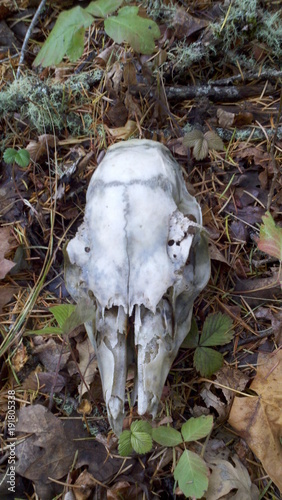 Deer Skull