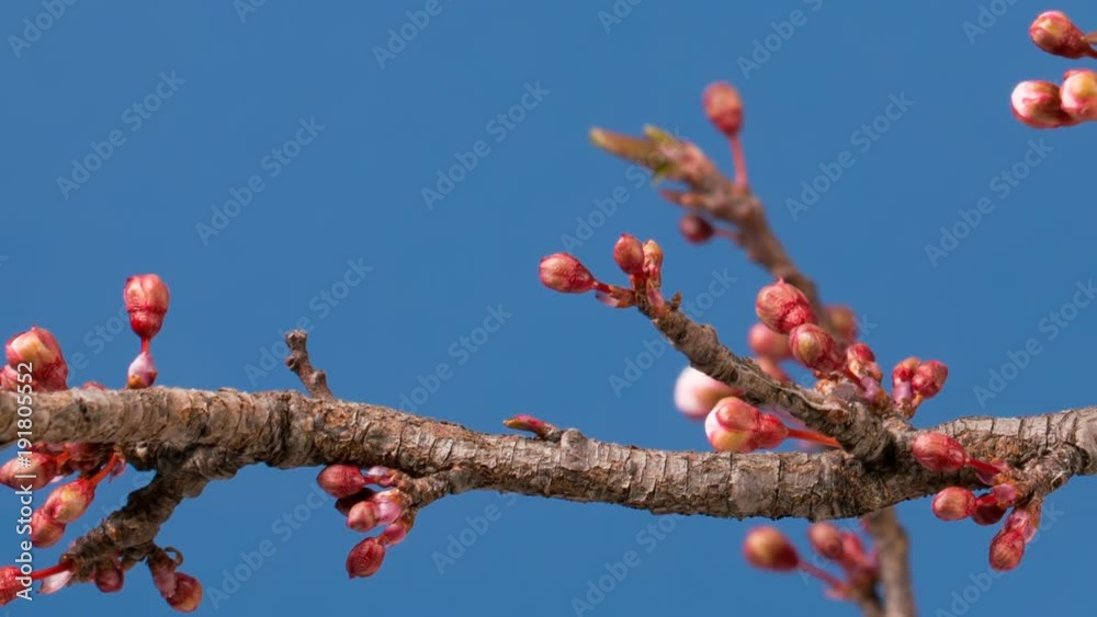 spring sakura pink flower blossoming branch