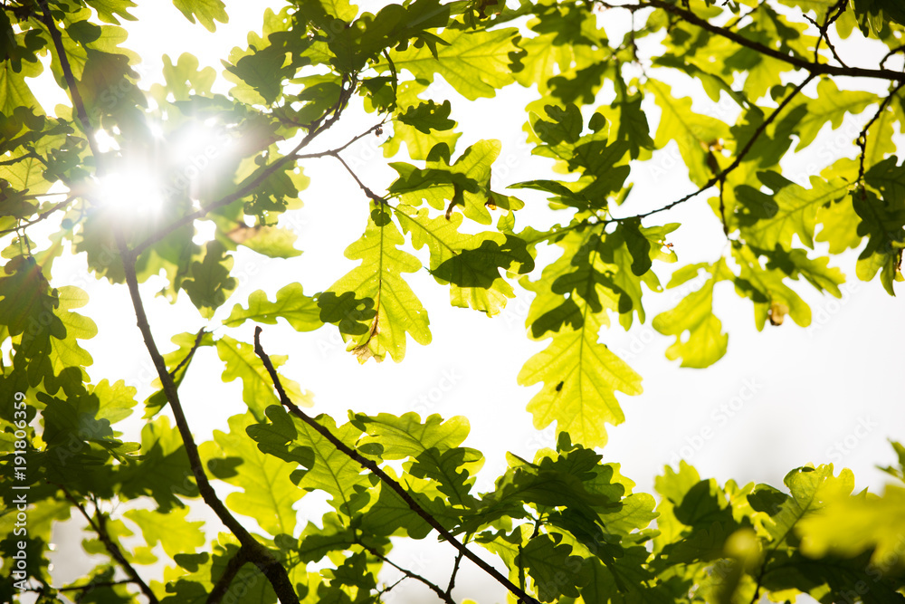 Sun shining through oak leafs in early spring Sun shining through oak leafs in early spring