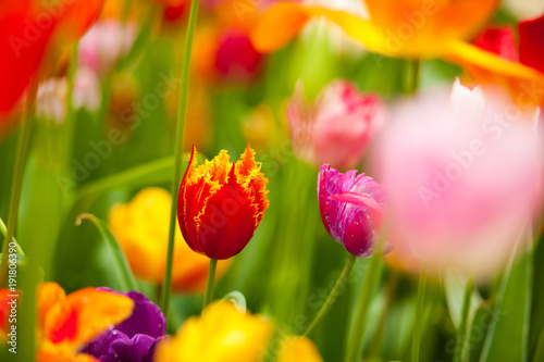 Field of colorful tulips  rich yellow fidelio tulips  beautiful red Ninja tulips and various purple pink tulips at Scagit Valley Tulip Festival in Washington.