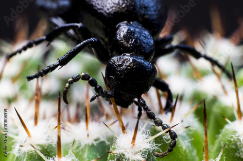 Black bug on a cactus 
