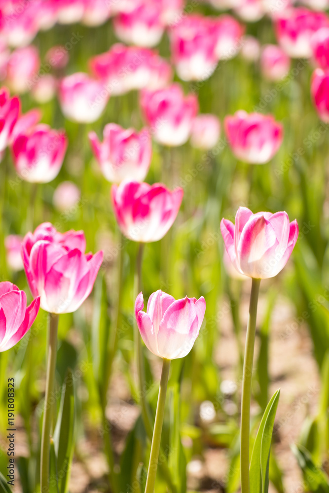 Pink color blooming tulip flower on garden background