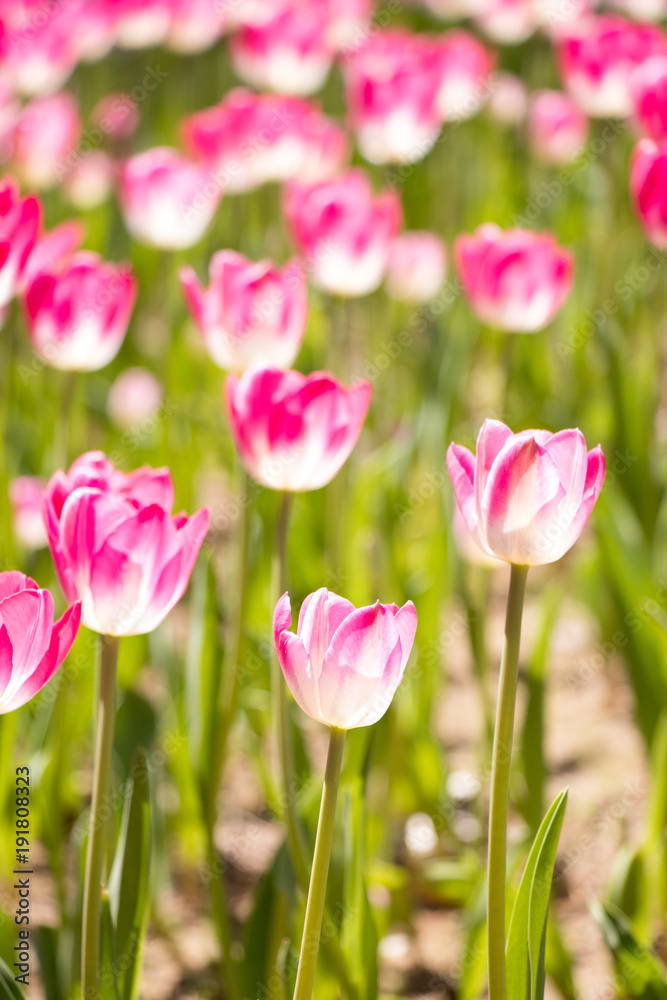 Pink color blooming tulip flower on garden background Pink color blooming tulip flower on garden background