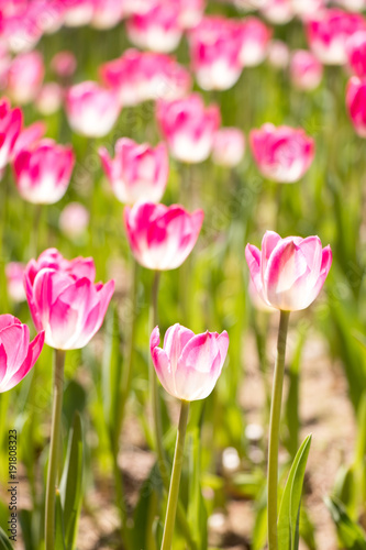 Pink color blooming tulip flower on garden background