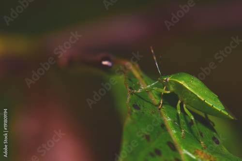 Stink Bug © Rusty Dodson