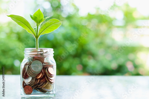 Green tree growing from coins in the glass jar on blurred green natural background with copy space for business and finance concept