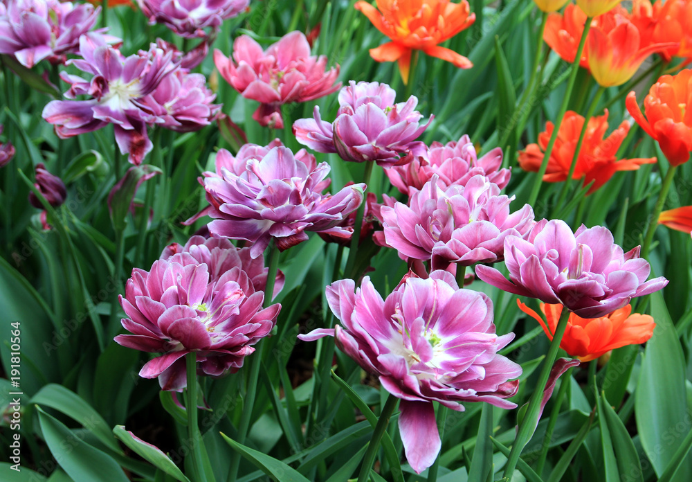 Obraz premium Many colorful tulips as a floral background