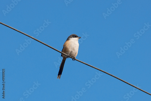 Tiny bird standing on electric wire  © pop_gino