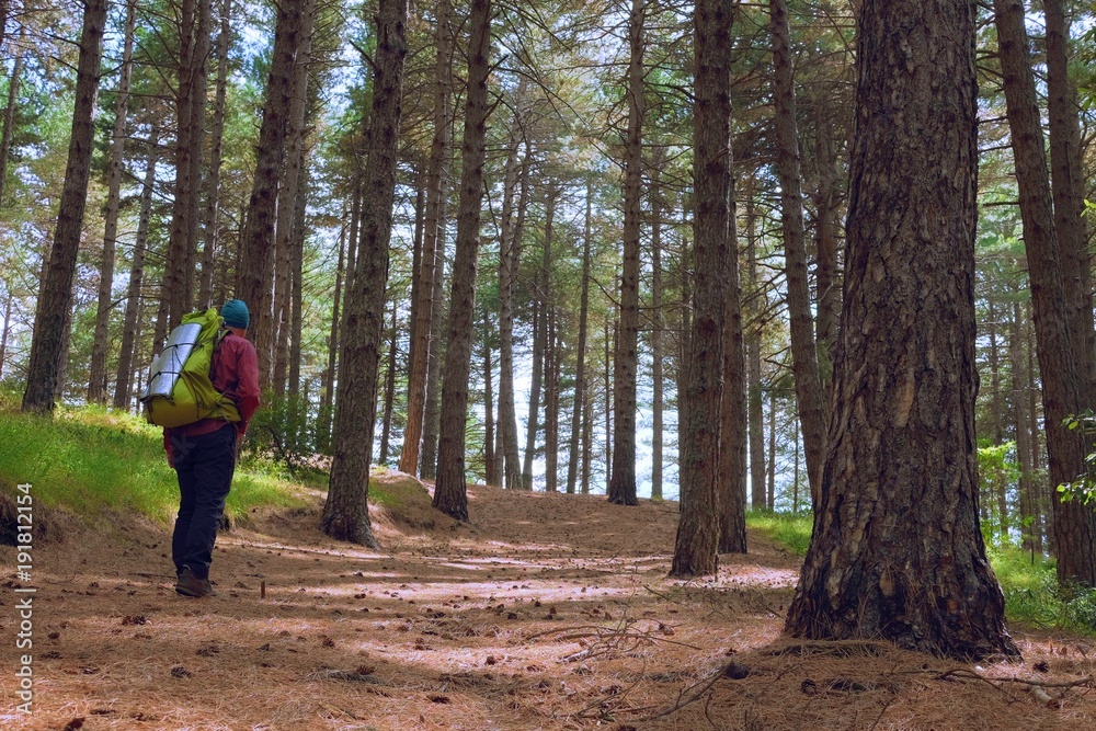 Man Walking In The Forest Pines Of Etna Park, Sicily