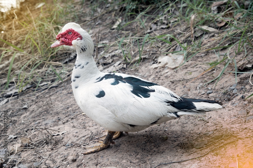 Portrait of White Muscovy duck portrait Musky duck Indoda Barbary duck with red nasal corals in the park.