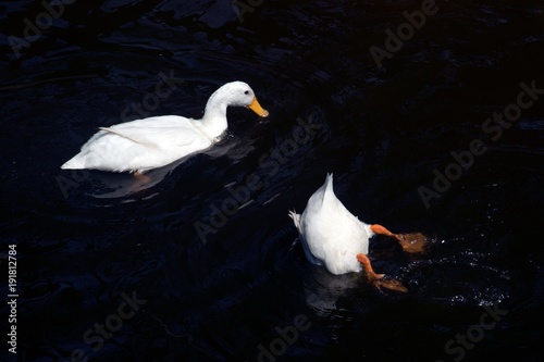 White Muscovy duck relax with swimming in the pond in happiness. photo