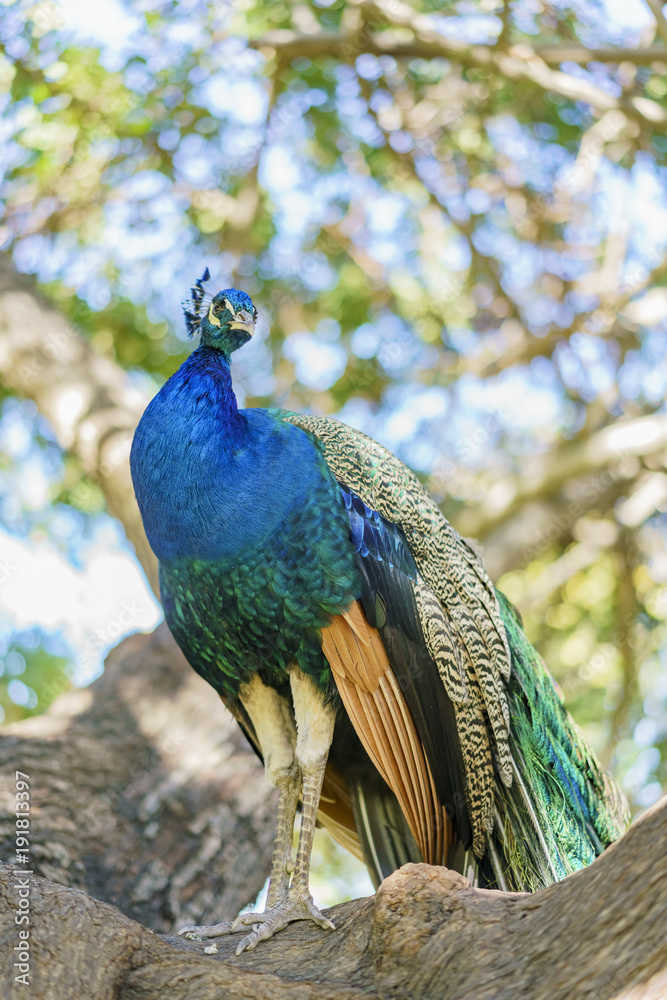 Obraz premium Beautiful peacock walking around