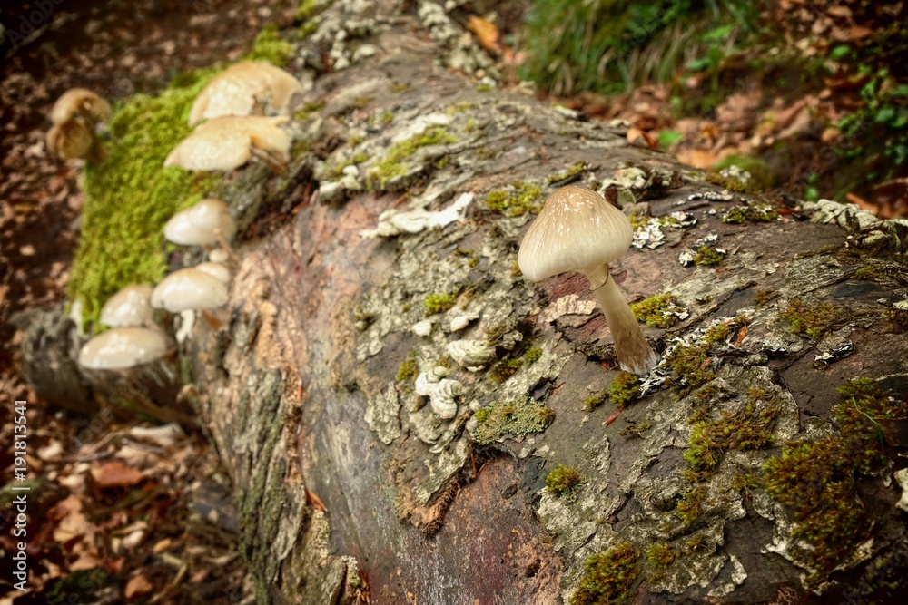 Fototapeta premium Saprophyte Porcelain Fungus On Beech Dead In Nebrodi Park, Sicily