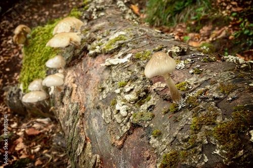 Saprophyte Porcelain Fungus On Beech Dead In Nebrodi Park, Sicily photo