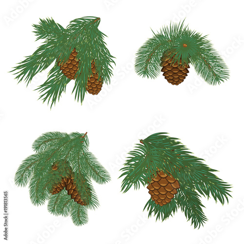 tree branches with pine cones