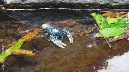 lamington spiny cray in a rock pool at lamington national park in queensland, australia photo