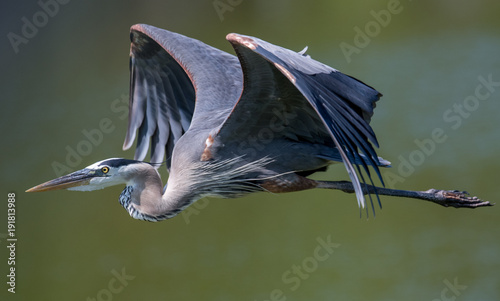 Obraz na plátně Great Blue Heron