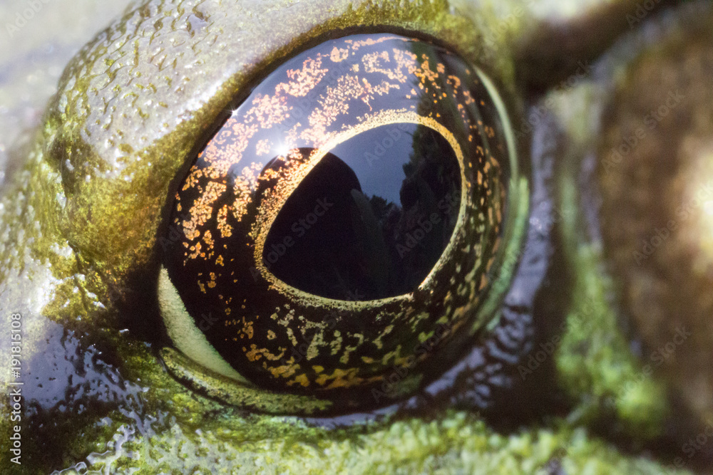 Toad Eye