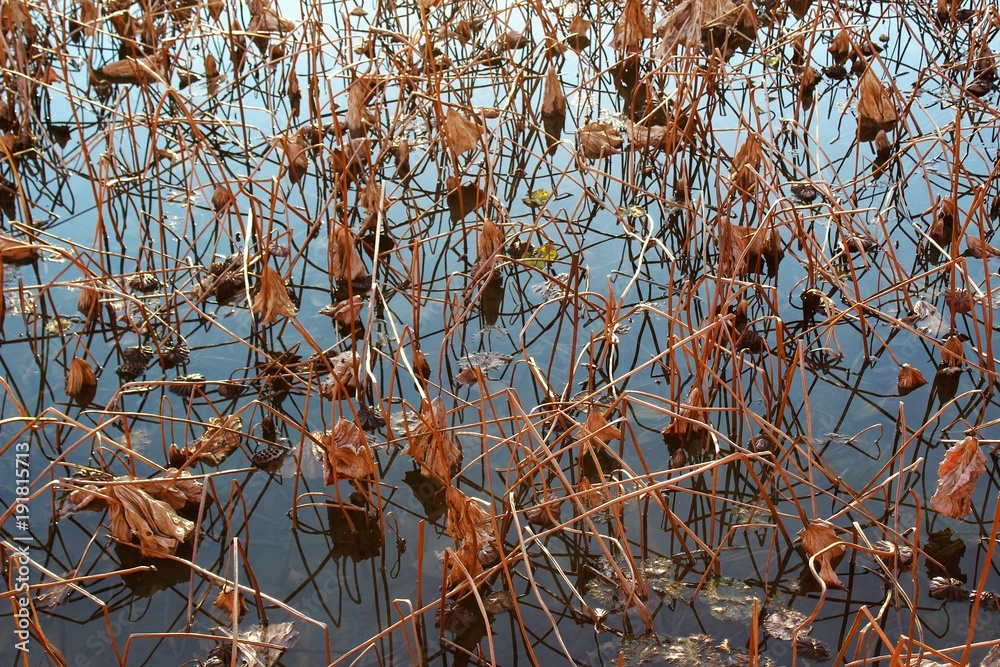 custom made wallpaper toronto digitalLotus plants in a winter pond
