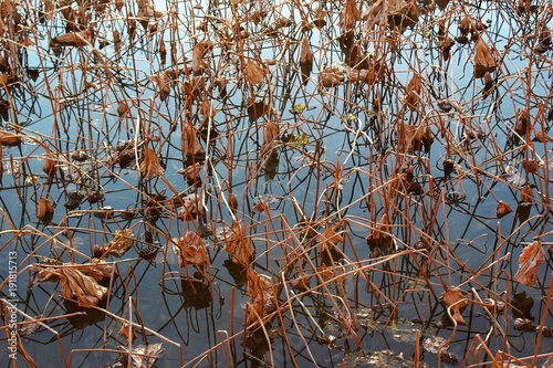 Wallpaper Mural Lotus plants in a winter pond Torontodigital.ca