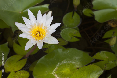 White Lotus in the bath with green leaves.