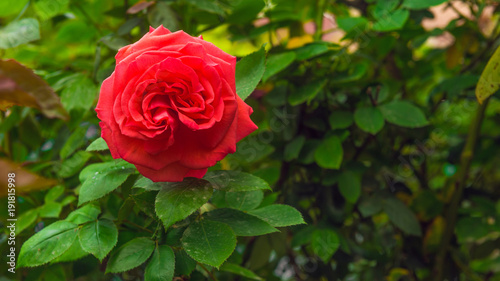 Red rose in garden