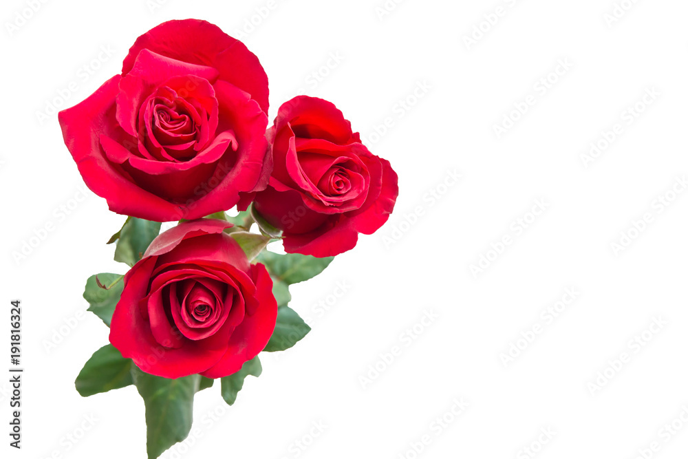 Red rose on white with space for text