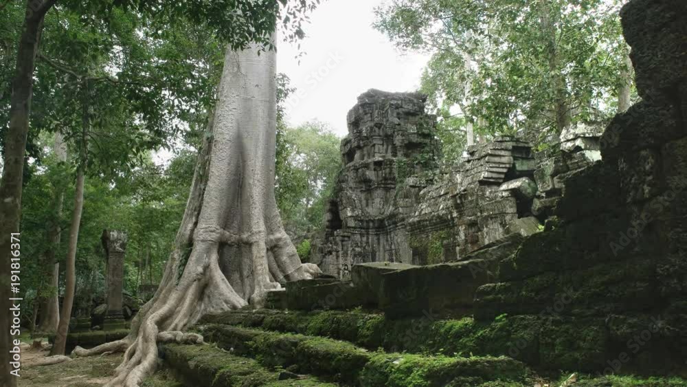 wide shot of a silk cotton tree trunk and the ruins of ta prohm temple near angkor wat, cambodia