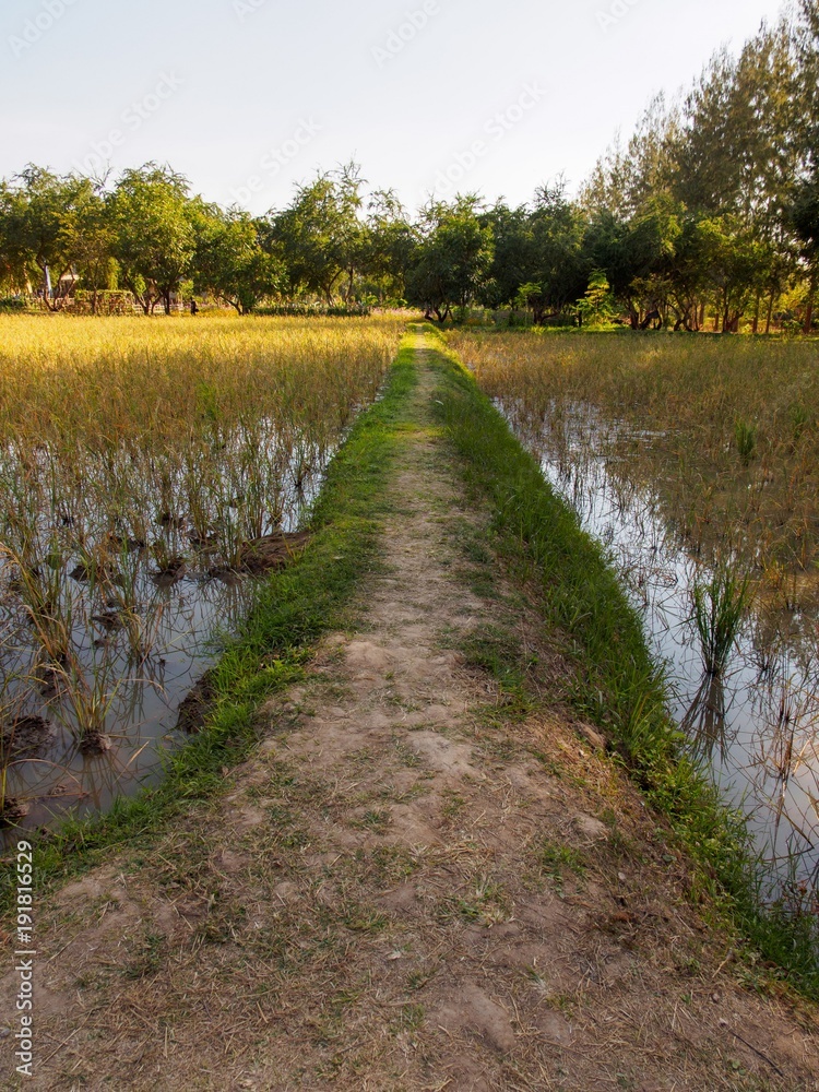 Wide angle detail of a dirt path between two rice paddies in the evening. Vertical orientation. Nakhon Ratchasima, Thailand. Travel and agriculture concept.