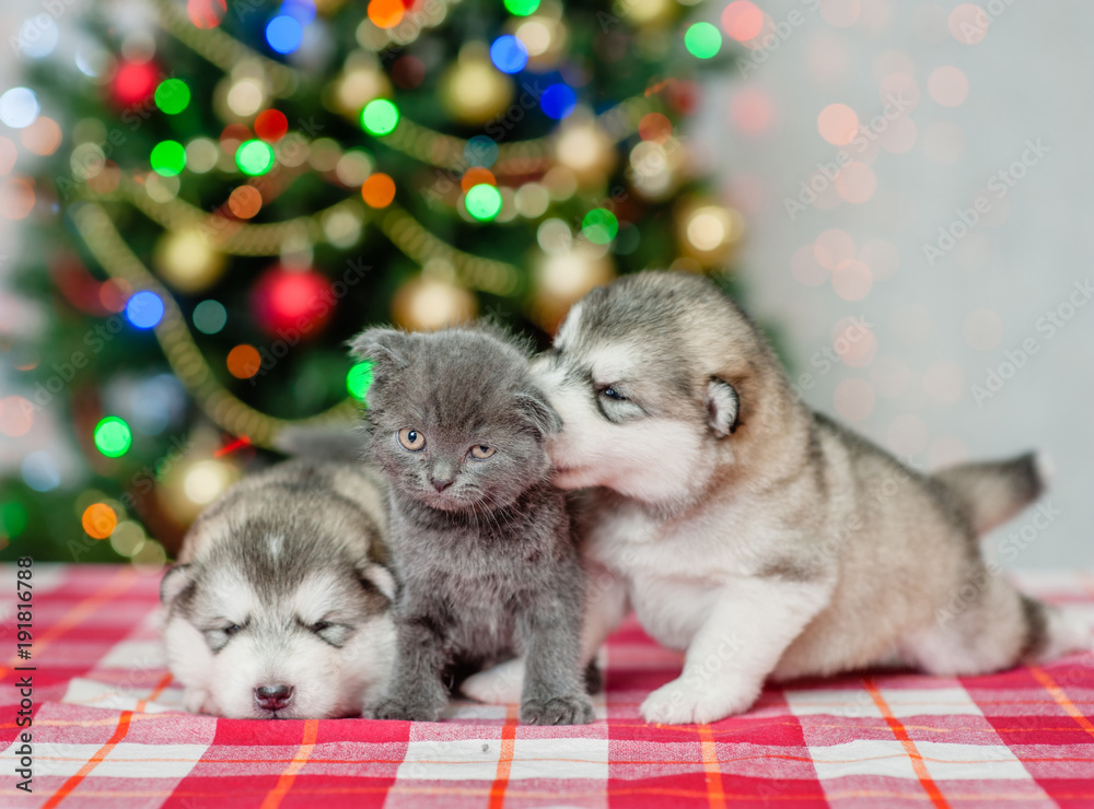 Fototapeta premium Playful puppies with a kitten on a background of the Christmas tree