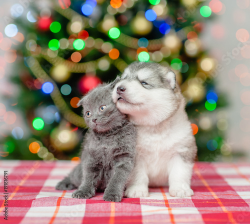 portrait of a puppy and a kitten on a background of the Christmas tree