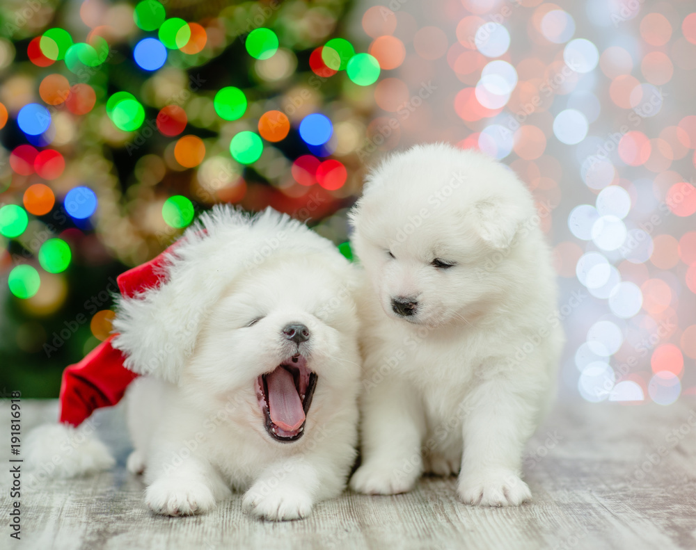 Samoyed pupies in red santa hat on a background of the Christmas tree