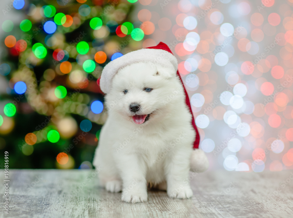 Samoyed puppy in red christmas hat sitting on a background of the Christmas tree Samoyed puppy in red christmas hat sitting on a background of the Christmas tree