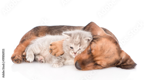 Sleeping dachshund puppy embracing kitten. isolated on white background