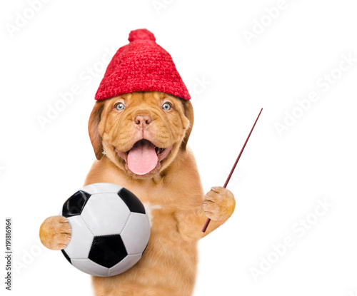 Dog in warm red hat  holding a soccer ball and pointing stick. isolated on white background © Ermolaev Alexandr