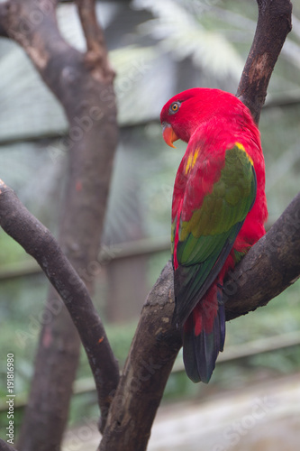 Photography Red parrot
