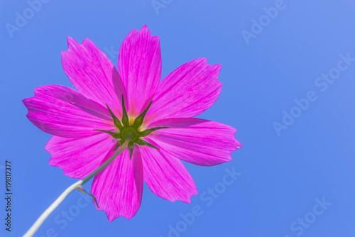 The rear side of colorful cosmos Mexican Aster Asteraceae flower pink flower with the sunlight and blue sky background.