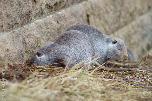 The muskrat (Ondatra zibethicus) in the nature.