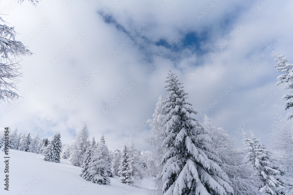Obraz premium Verschneiter Wald in Schneelandschaft
