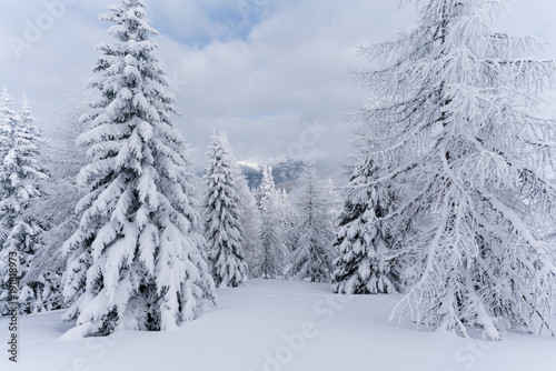 Verschneiter Wald in Schneelandschaft