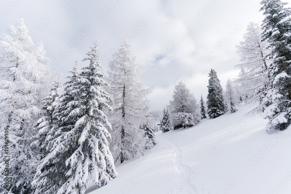 Verschneiter Baum in unberührter Schneelandschaft in Österreich