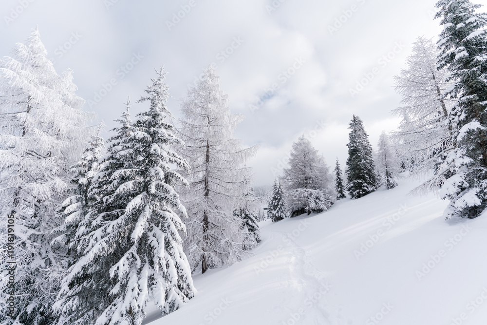 Fototapeta premium Verschneiter Baum in unberührter Schneelandschaft in Österreich