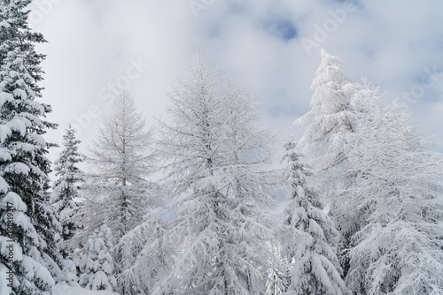 Verschneiter Baum in Schneelandschaft mit Sonne und blauem Himmel